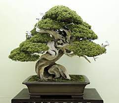 Autumn 2013 Japan Bonsai Exploration Tour Bonsai Bonsai Tree Care Japanese Bonsai