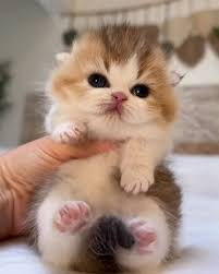 Image result for adorable cat