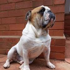 There's nothing like the love of a bulldog. Bulldog Rescue Sa Efbrsa Twitter