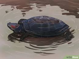 The turtles lives in the sea. 3 Ways To Tell The Difference Between A Tortoise Terrapin And Turtle