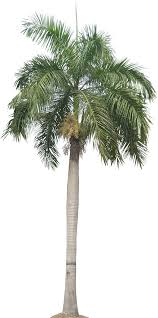 A Collection Of Tropical And Subtropical Plant Images With Transparent Background Tree Photoshop Palm Tree Png Palm Trees Painting