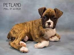 Maybe you would like to learn more about one of these? Boxer Dog Female Brindle 2245988 Petland Kennesaw