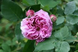 'louise odier' ist auch unter den namen 'mme de stella margottin' und 'mme de stella' bekannt. Louise Odier Strauchrose Historische Rose Starker Duft Rosa Louise Odier Hauenstein Ag