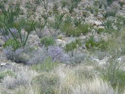 Native Texas Sage Thrives In Hot Dry Landscapes