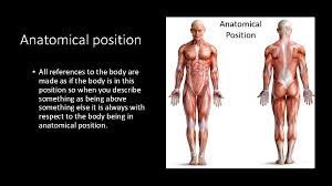 With the body in the anatomical position, specific terms are used to describe the location of a human body part relative to another (figure 1.1a). Anatomy Basics By Cynthia Anderson The Term Anatomy
