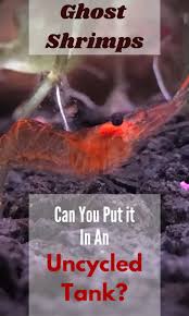 Can You Put Ghost Shrimps In An Uncycled Tank In 2020 Ghost Shrimp Shrimp Shrimp Tank