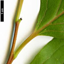 Image result for Diospyros sp. no. 1 sensu FZ