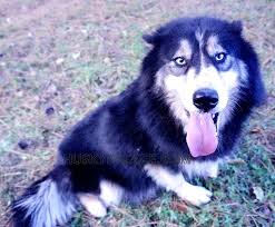 Checking 'include nearby areas' will expand your search. Wooly Husky Puppy For Sale In Nc Sc Husky Palace