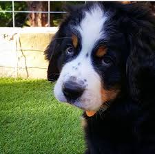 Bernese Mountain Dog Puppy Black And White Pin By Ruth Mcgarvey On Bernese Mountain Dogs Dogs Bernese Puppy Mountain Dogs
