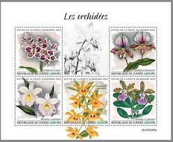 Image result for Dissotis gilgiana