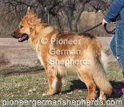 Black And Tan Faded German Shepherd Puppies Black And Tan With A Faded Saddle Female Large German Shepherd Large German Shepherd German Shepherd Breeders German Shepherd Puppies