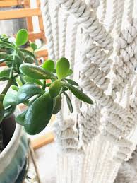 Check spelling or type a new query. My Jade Plant Secrets Light Watering And How To Grow Guide For The Succulent Jade Plant Houseplant House Sparrow Fine Nesting