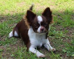 Chihuahua Long Hair Chocolate And White Cute Chihuahua Chihuahua Puppies Chihuahua Dogs