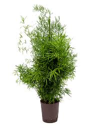 Image result for Asparagus falcatus