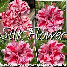 Rosa do Deserto Muda de Enxerto