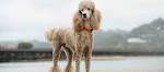 Standard Poodle Puppies for Sale | Greenfield Puppies