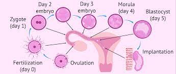 One of the most significant steps is implantation. What Are The First Signs Symptoms Of Embryo Implantation