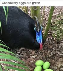 Cassowary Eggs Cassowary Animals Birds