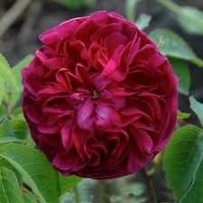 'charles de mills' rose description. Historische Rosen Gaertnerei Bluetenreichs Webseite