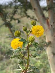 Image result for Acacia seyal