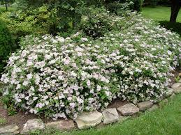 Spirea Little Princess Garden Housecalls Landscaping Shrubs Colorful Landscaping Garden Shrubs