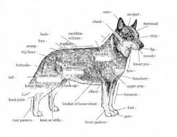 Image Result For Australian Cattle Dog Internal Anatomy Dog Anatomy Australian Cattle Dog Cattle Dog