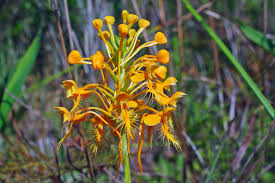 Image result for Platylepis glandulosa