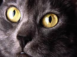 Kahve Falinda Kedi Gozu Gormek
