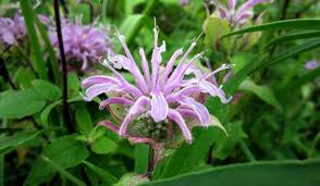 Image result for Monarda