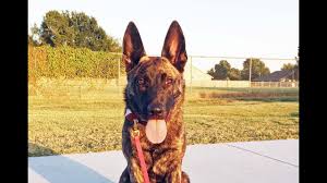 The belgian malinois, like the dutch shepherd, is a true working dog breed with the daily activity needs and energy levels to match. Ayzia Dutch Shepherd Malinois Mix Youtube