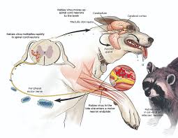 We did not find results for: Rabies Vaccination In Dogs Today S Veterinary Practice