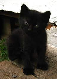 Kitten Cats Cute Cats Kitten