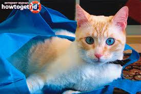 It has a circulating supply of 6.5 million cat coins and a max supply of 15 million. Ohoz Azules Breed Description And Character Of A Cat