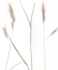 Image result for Aristida congesta