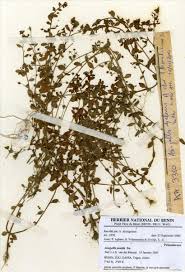 Image result for Anagallis pumila