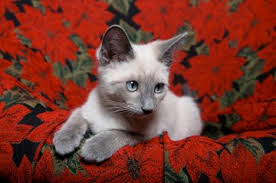 Of siamese cat colors, this color was created through breeding seal point siamese with. Lilac Point Siamese Cats