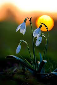 Good Night Snowdrop Good Night Flowers Amazing Flowers Flowers Nature