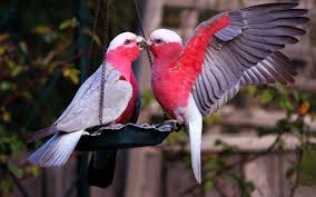 Love Birds Wallpapers Hd For Laptop Great Love Art