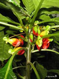 Image result for Impatiens niamniamensis