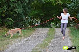 Download the app and follow me there! Dog Training Teaching Fido Not To Pull On The Leash Love Ferplast