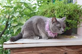 Watch The Best Youtube Videos Online Girl Just Wanna Have Fun Giginothadid Cat Graycat Catoftheday Catofinstagra Cat Day Grey Cats Cats Of Instagram