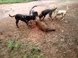 Walt kowalski (clint eastwood) is a retired auto worker and korean war veteran living in detroit, michigan. Hmong Hog Dog Youtube