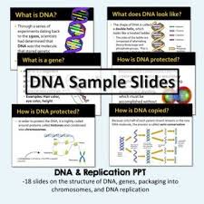 Cornell Notes Dna Structure Replication Rna Transcription And Translation In 2020 Transcription And Translation Transcription Cornell Notes