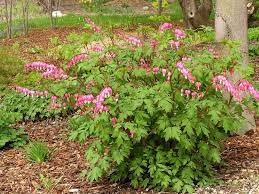Old Fashioned Bleeding Heart Knecht S Nurseries Landscaping Bleeding Heart Plants Flower Garden