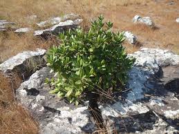 Image result for Anisotes sessiliflorus