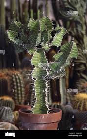 Image result for Euphorbia granulata