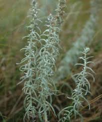 Image result for Drypetes arguta