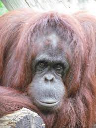 Orangutan At The Lowry Park Zoo Tampa Orangutan Sanctuary Orangutan Zoo Animals