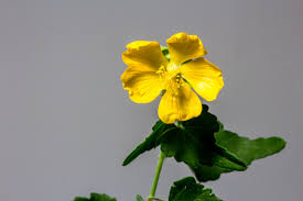 Image result for Abutilon sonneratianum