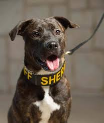 Click here to view pit bull dogs in colorado for adoption. Pin On Dog Love
